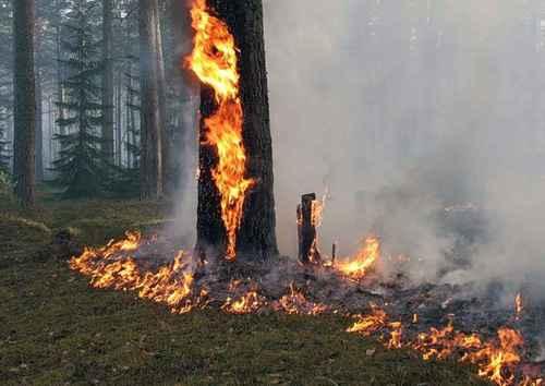 Поджигатель леса в Кировской области оштрафован на 20 тысяч рублей