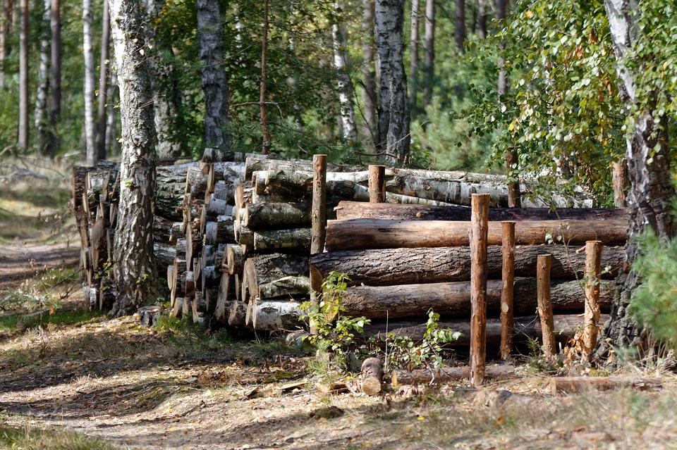 Житель Фаленского района незаконно вырубил лес на 1,2 млн рублей
